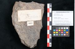 Foto (Objekt + Etikett) von Myrsine doryphora Unger (NHMW-GEO-2024-0188-8012)